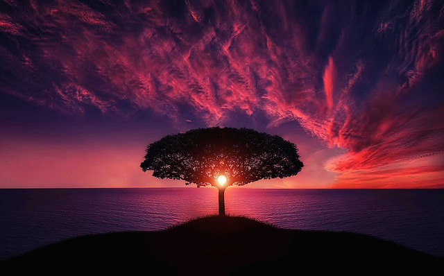krásná fotka stromu.jpg